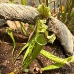 Sarracenia leucophylla Lehti