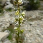 Reseda glauca