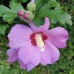 Hibiscus syriacusLorea