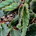 Begonia boliviensis Лист