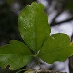 Vepris lanceolata Leaf