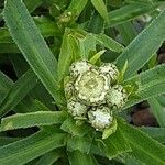 Achillea ptarmica 花
