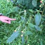 Crassocephalum crepidioides Blatt