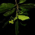 Bourreria costaricensis Fruit