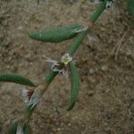 Polygonum raii फूल