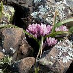 Allium cratericola 花