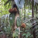 Duguetia stelechantha Fruit