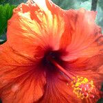 Hibiscus rosa-sinensis Flower