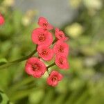 Euphorbia miliiফুল