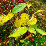 Crataegus persimilis Leaf