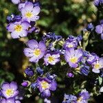 Polemonium pulcherrimum عادت