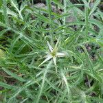 Centaurea calcitrapa Hàbitat