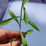 Iberis umbellata Blad