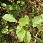 Combretum aculeatum Hoja