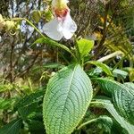 Impatiens tinctoria Цвят