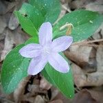 Ruellia pedunculata Flower