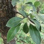 Pyrus nivalis Feuille