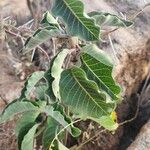 Baseonema gregorii Leaf