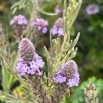 Verbena lasiostachys Flor