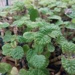 Pilea nummulariifolia Levél