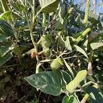 Datura innoxia Fruit