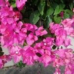 Bougainvillea glabra Λουλούδι