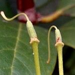 Rhododendron ponticum Arall