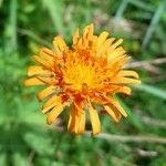 Crepis aurea Çiçek