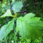 Crataegus calpodendron Leaf