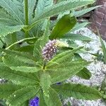 Veronicastrum sibiricum Kukka