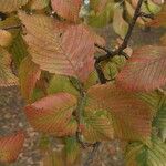 Ulmus laevis Leaf