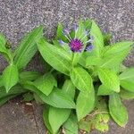 Centaurea montana Hábito