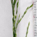 Poa nemoralis 花