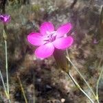 Dianthus pungens Blüte