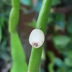 Rhipsalis micrantha Fruit