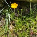 Ranunculus millefoliatus Flower