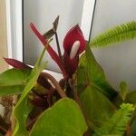 Philodendron fragrantissimum Hoja