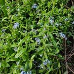 Myosotis sylvatica Habitus