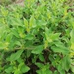Acanthospermum hispidum Leaf