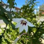 Gladiolus murielae Květ