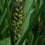 Carex melanostachya Квітка
