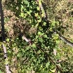 Spiraea hypericifolia Yaprak