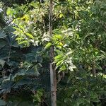 Cinnamomum burmanni Habit