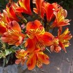 Alstroemeria aurea Flower