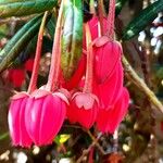 Crinodendron hookerianum Φύλλο