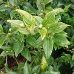 Sarcococca hookeriana Leaf