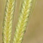 Triticum monococcum Hedelmä