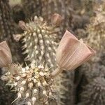 Hoodia gordonii Leaf