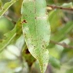 Syzygium cymosum Ліст