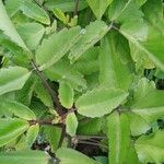 Kalanchoe pinnata Leaf